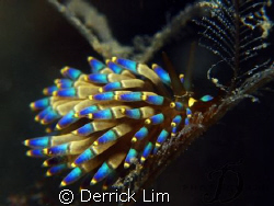 1 of my fav nudi, but this is my 1st time meet with it. P... by Derrick Lim 